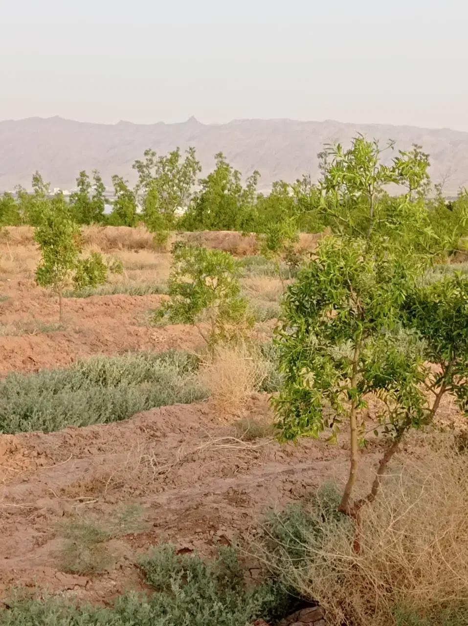 فردش آب و زمین کشاورزی چاه موسوی اول|فروش زمین و ملک کلنگی|خوسف, |دیوار