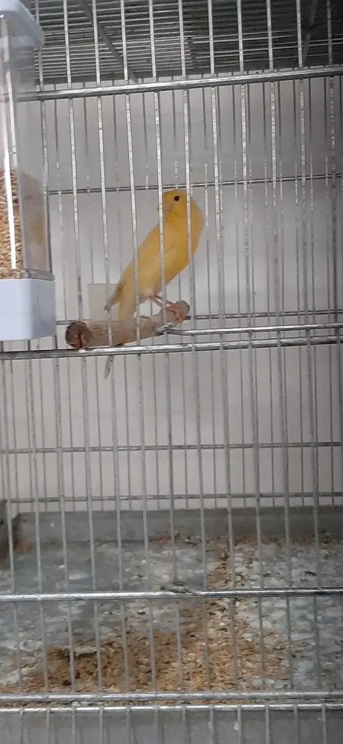قناری نر و ماده اماده|پرنده|قدس, شهرقدس|دیوار