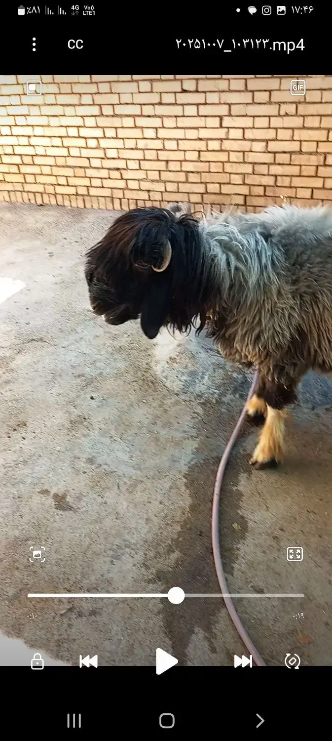 گوسفندبختیاری اصلی|حیوانات مزرعه|شیراز, احمدی جنوبی|دیوار