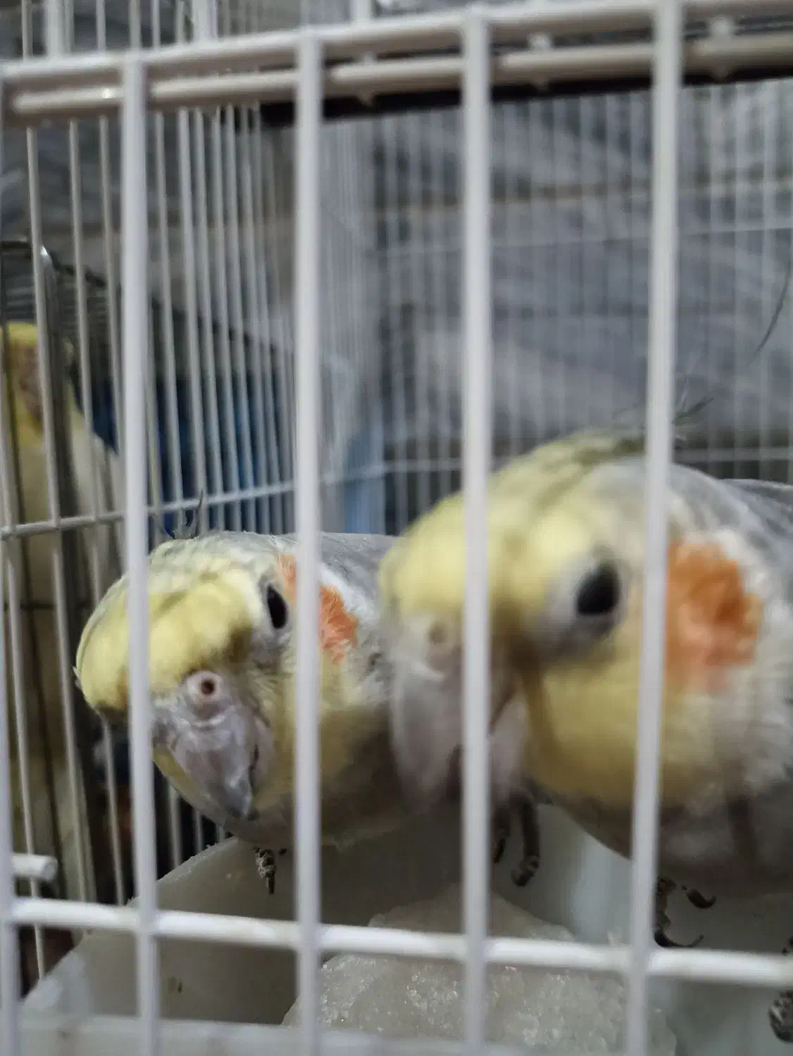 عروس هلندی لوتینو|پرنده|قم, قم نو|دیوار