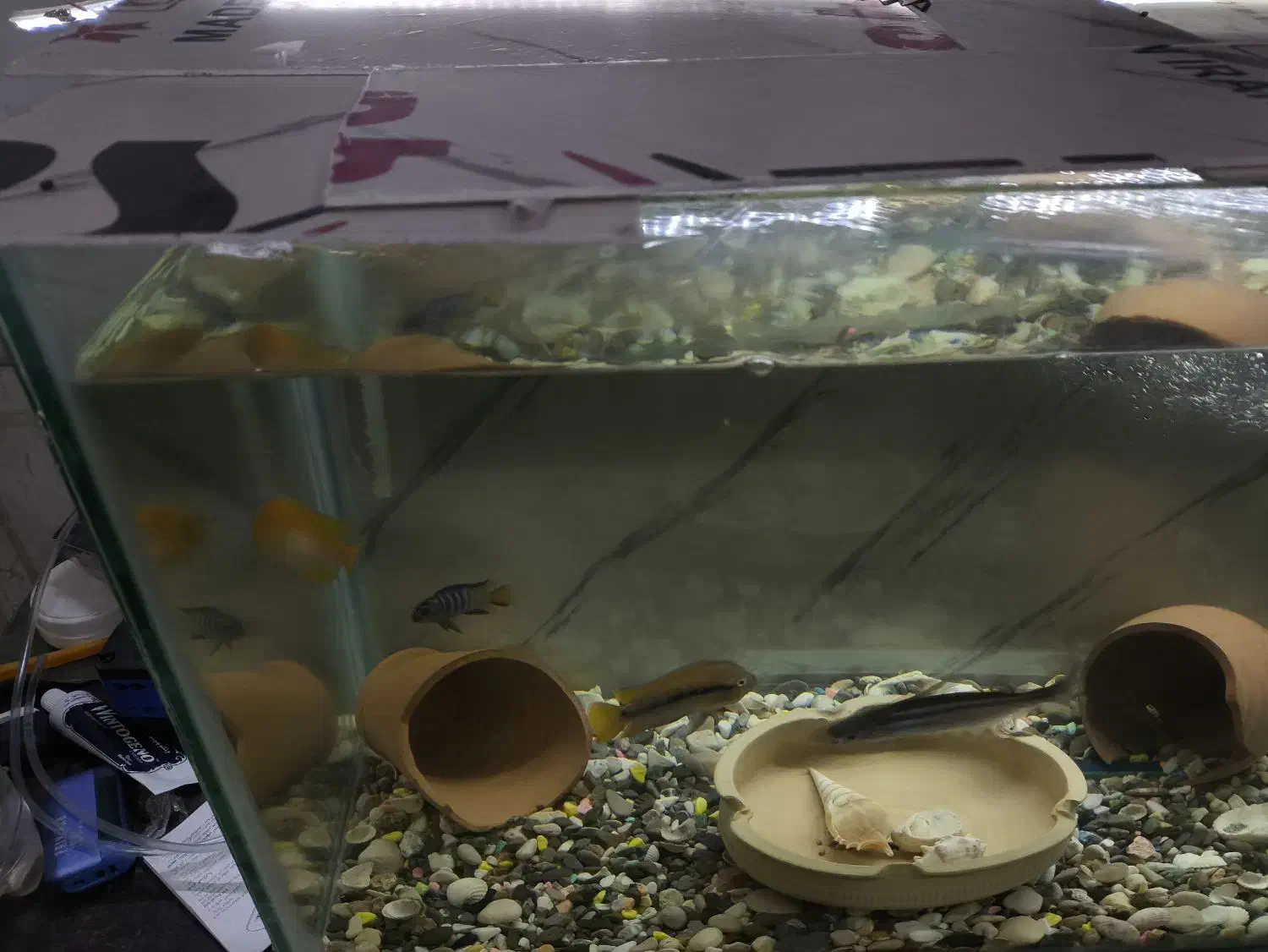 3عدد کوسه و دو عددسیچلاید|ماهی|زاهدان, |دیوار