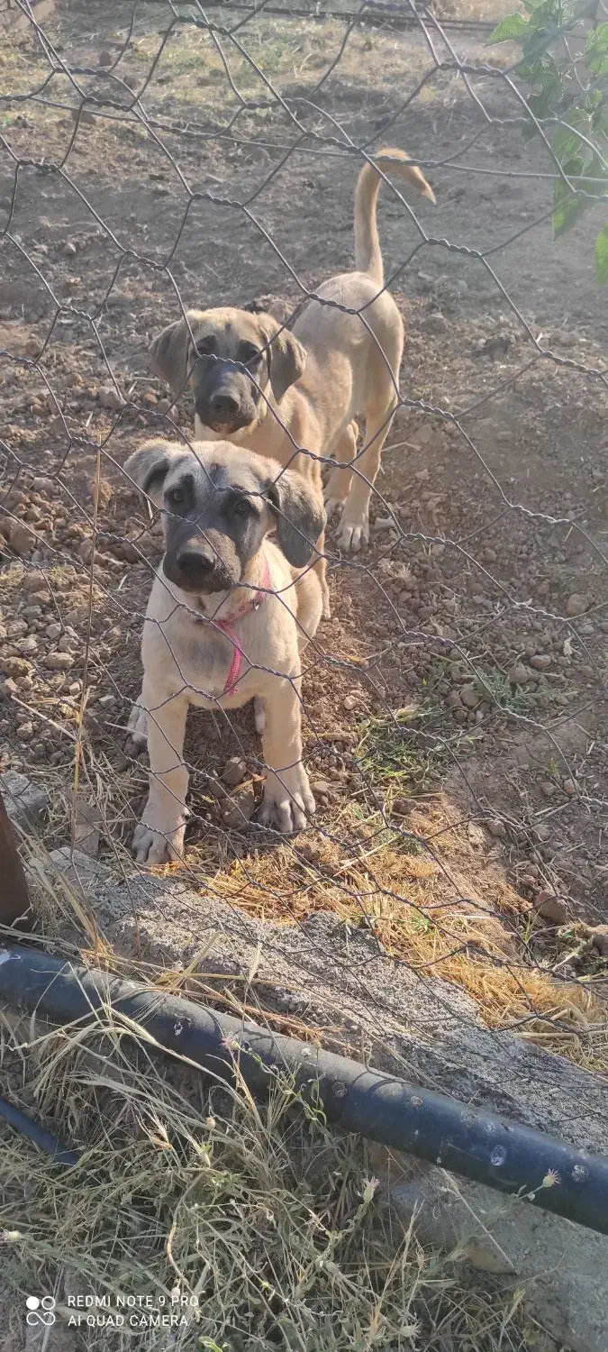 دو عدد سگ سرابی شش ماهه|سگ|بروجرد, |دیوار