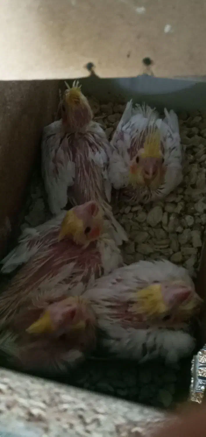 عروس هلندی|پرنده|بجنورد, |دیوار