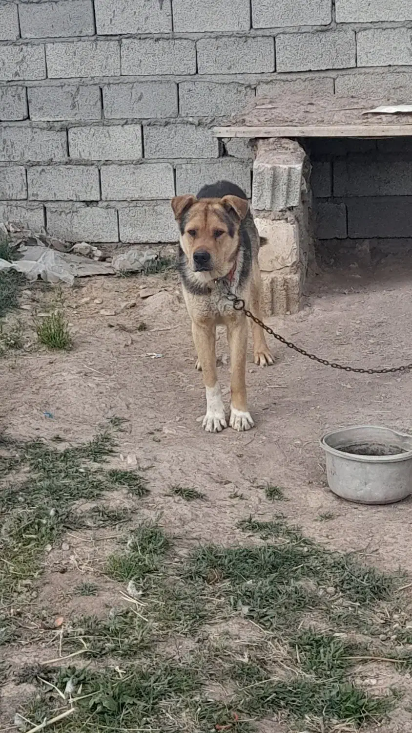 سگ نگهبان|سگ|خواجه, |دیوار