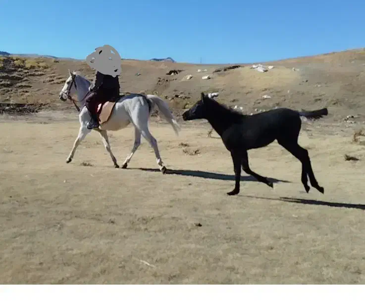 اسب|اسب و تجهیزات اسبسواری|الشتر, |دیوار