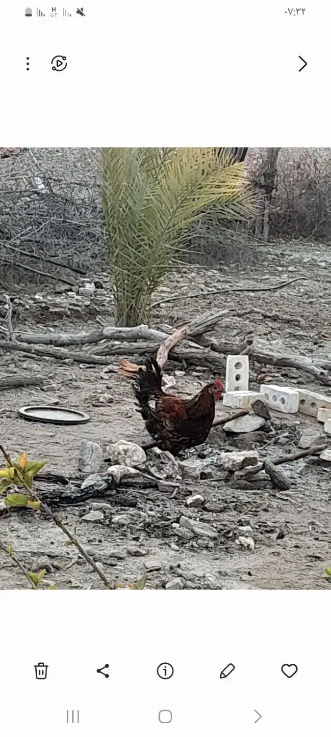 خروس|حیوانات مزرعه|رودخانه, |دیوار