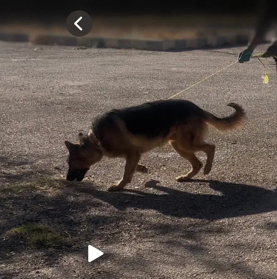 گمشده - سگ ژرمن نر|حیوانات|نهاوند, |دیوار