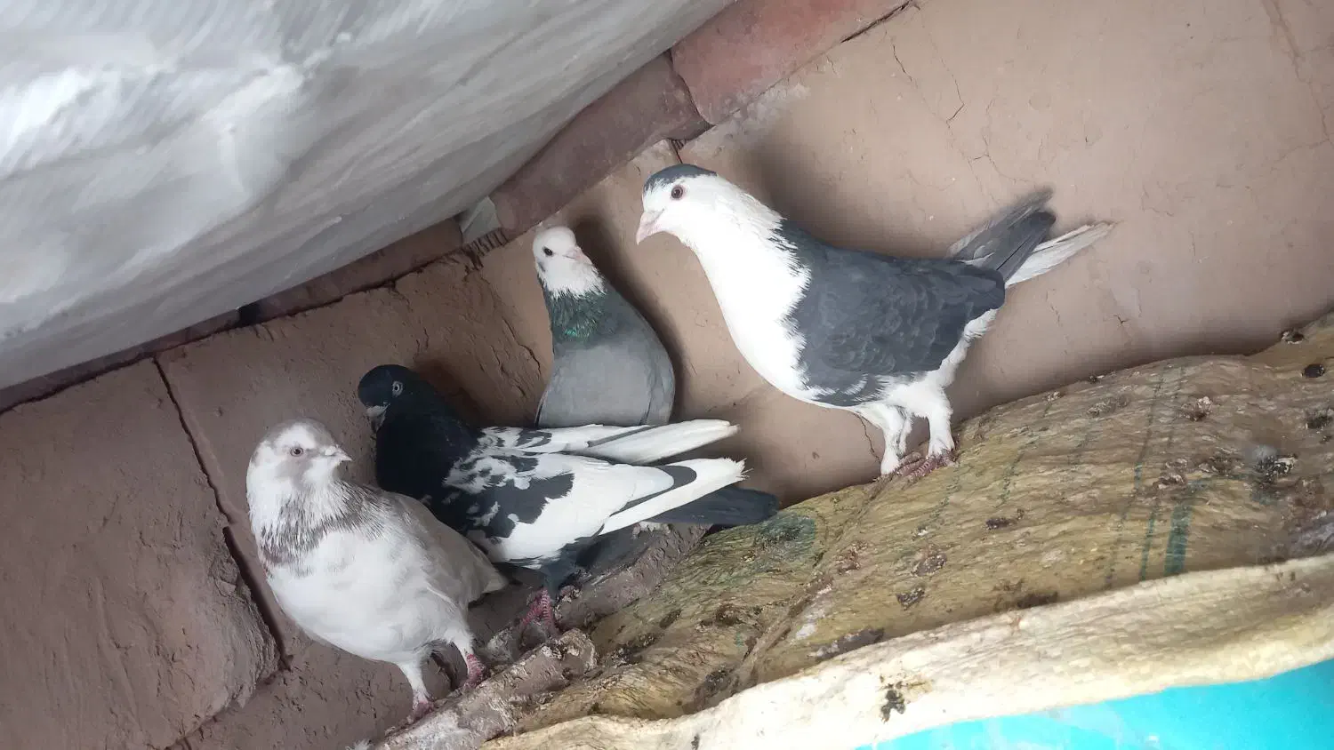 کفتر معاوضه|حراج|زرند, |دیوار