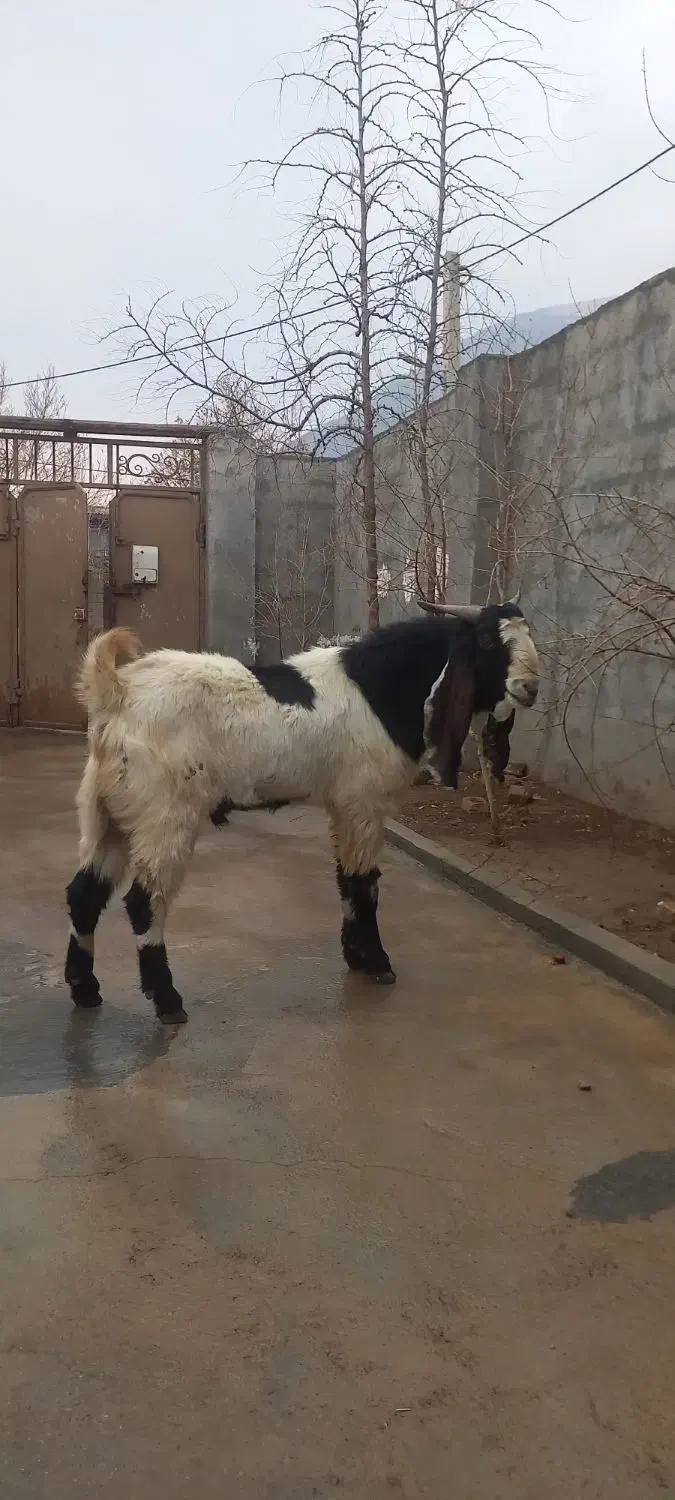 نر بز نجدی|حیوانات مزرعه|صحنه, |دیوار