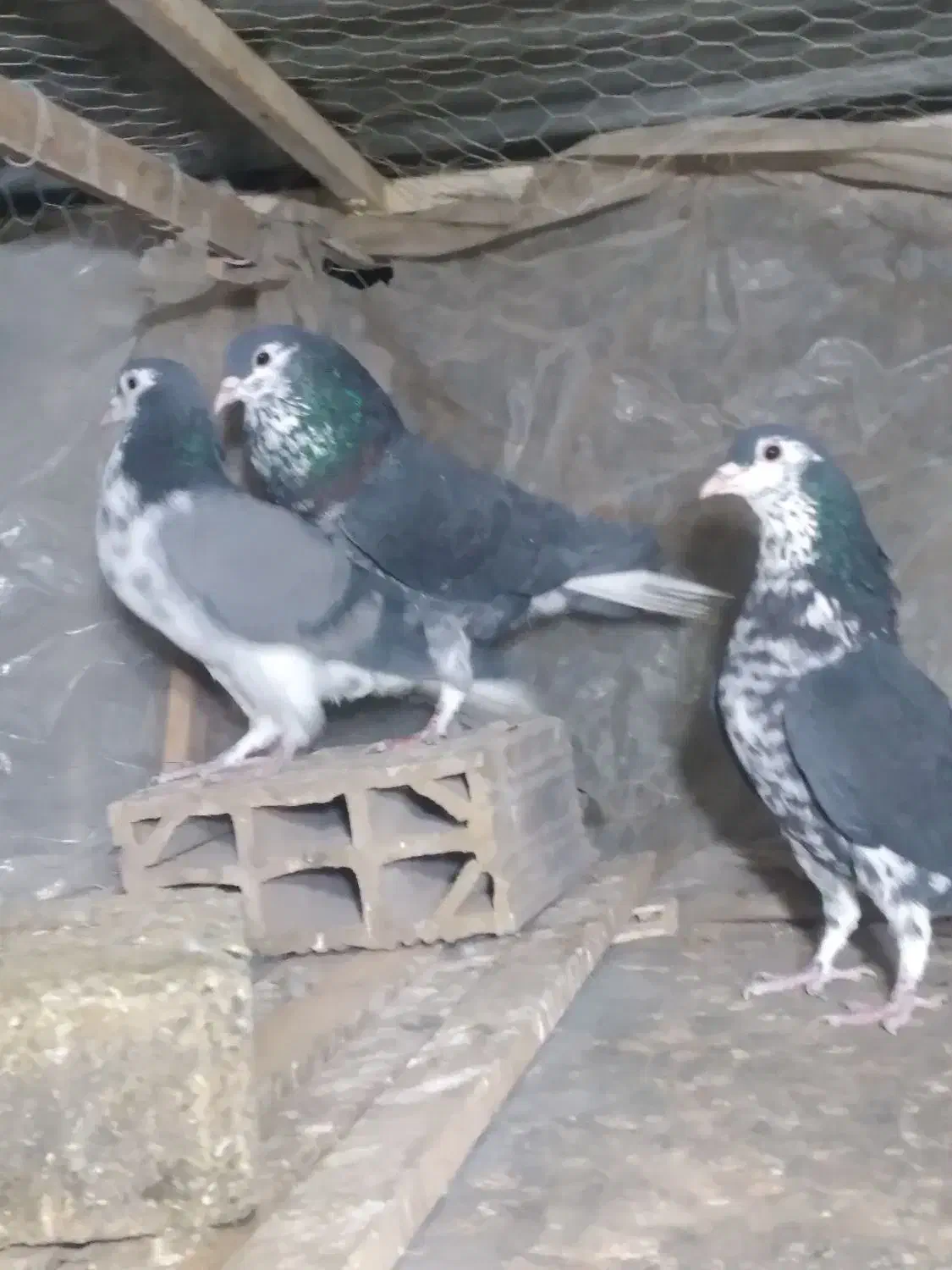 کبوتر سینه ساده کرمانی|پرنده|مشهد, کوی المهدی|دیوار