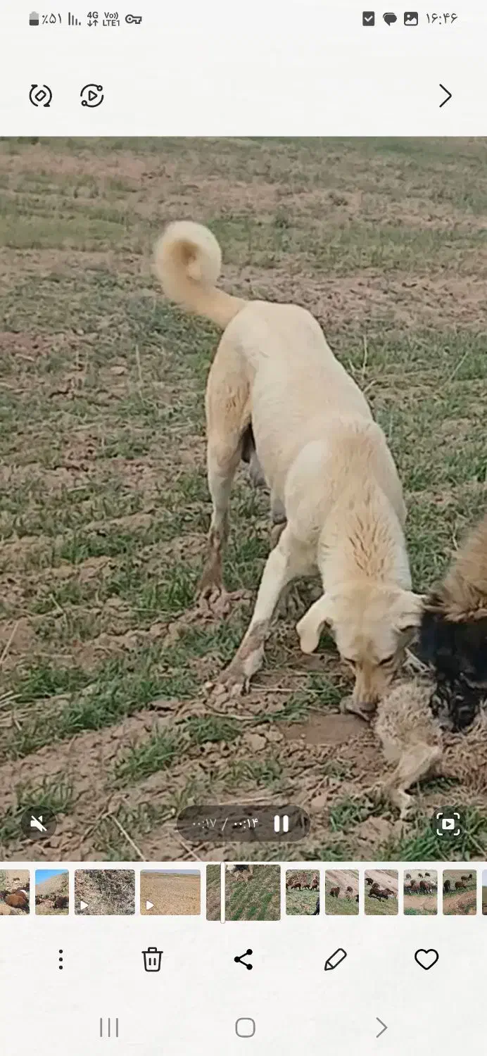 گمشده|سگ|بزینه رود, |دیوار