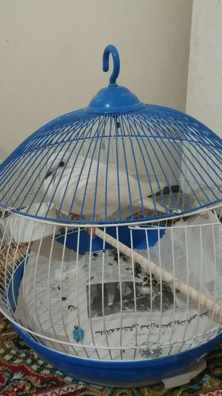 کبوتر فروشی|پرنده|قم, نیروگاه|دیوار