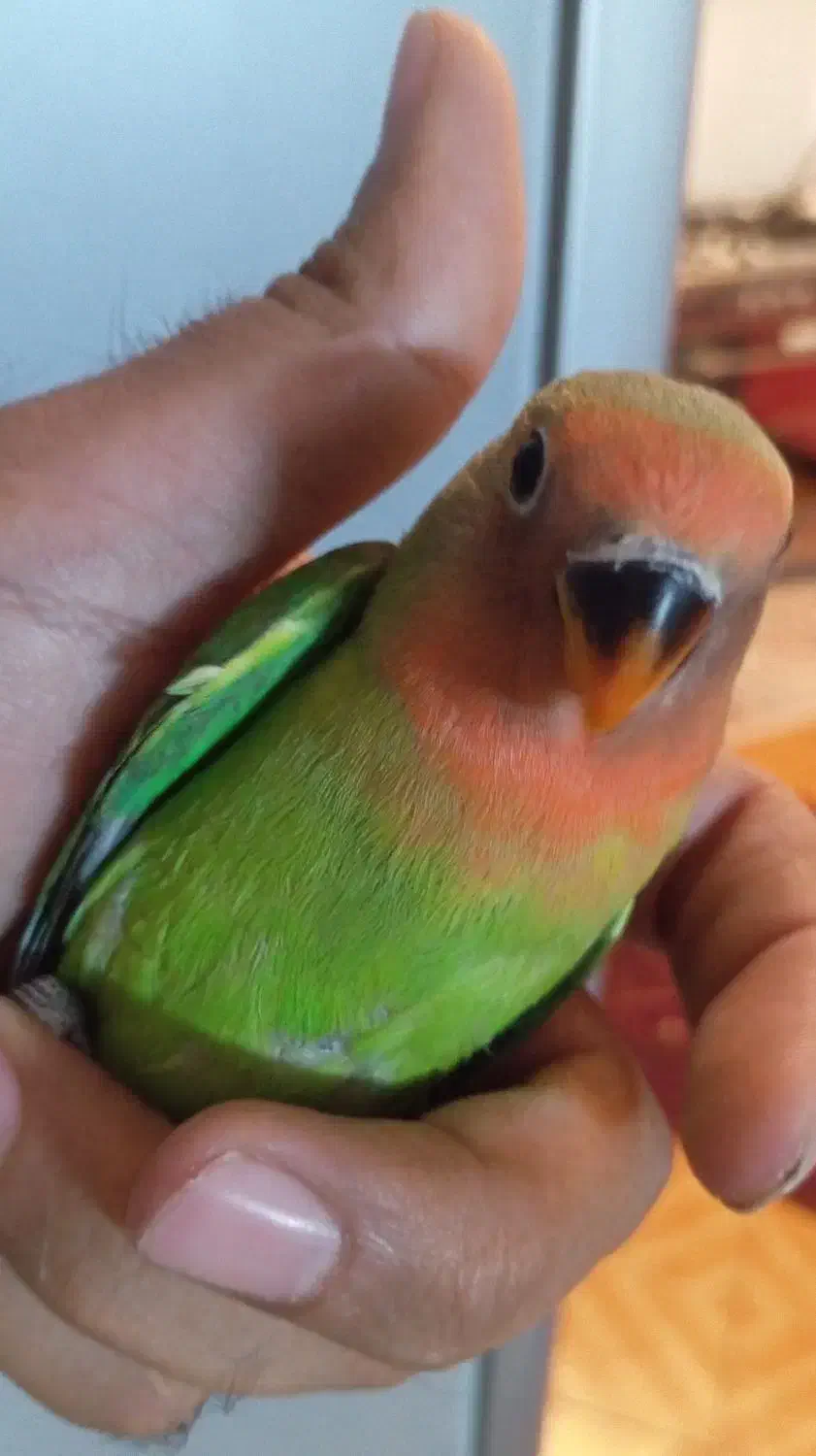 جوجه کوتوله برزیلی|پرنده|طرقبه, |دیوار