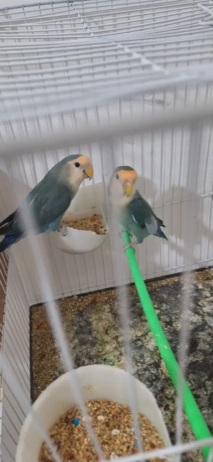 طوطی برزیلی با تخم و جوجه عروس هلندی|پرنده|بندرعباس, |دیوار