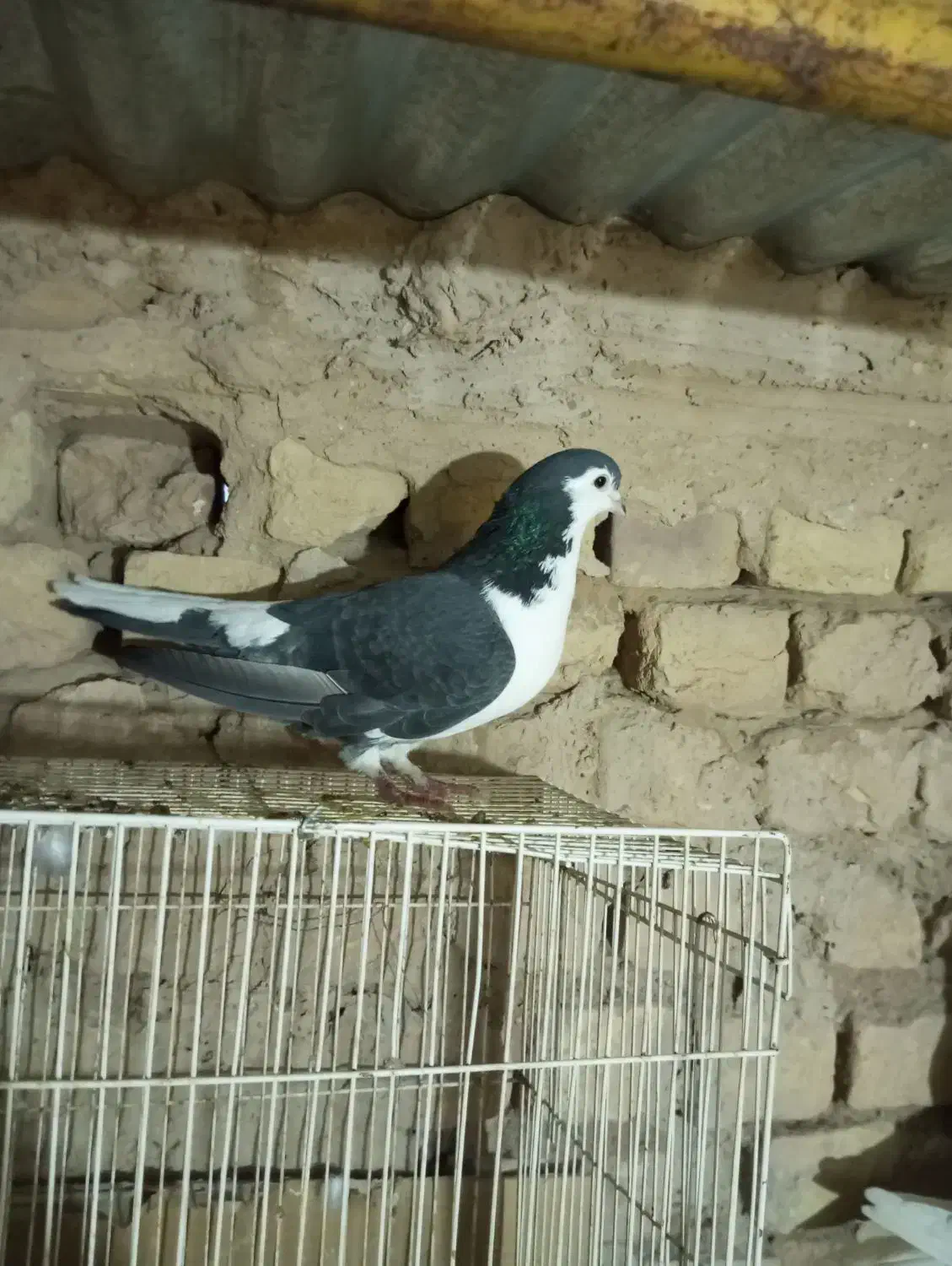 کفتر تکی زاغه و سفید و ساده و سار دم سیا کاکلی|پرنده|بردسکن, |دیوار