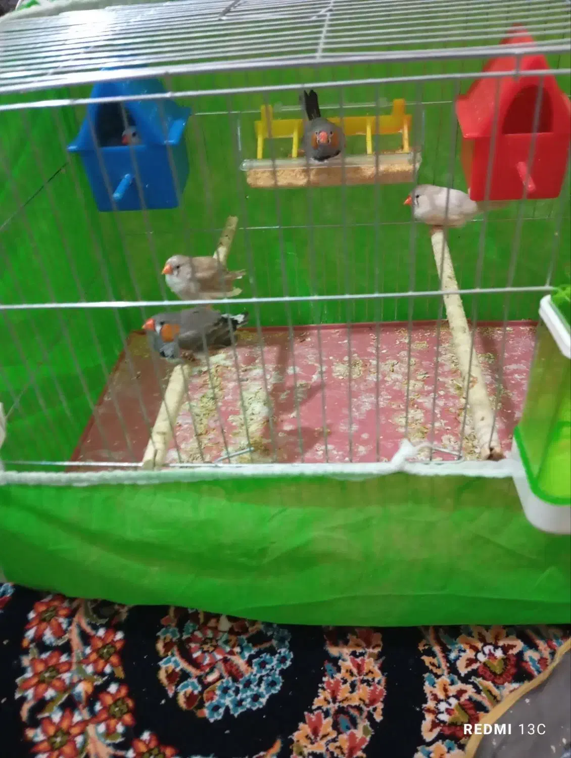 فنج|پرنده|کوهدشت, |دیوار