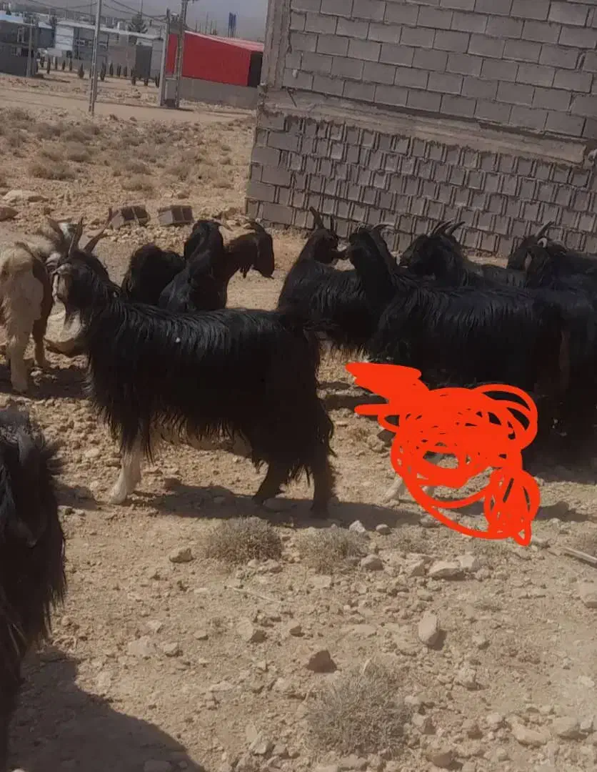 بز ابستن|حیوانات مزرعه|بندر گناوه, |دیوار