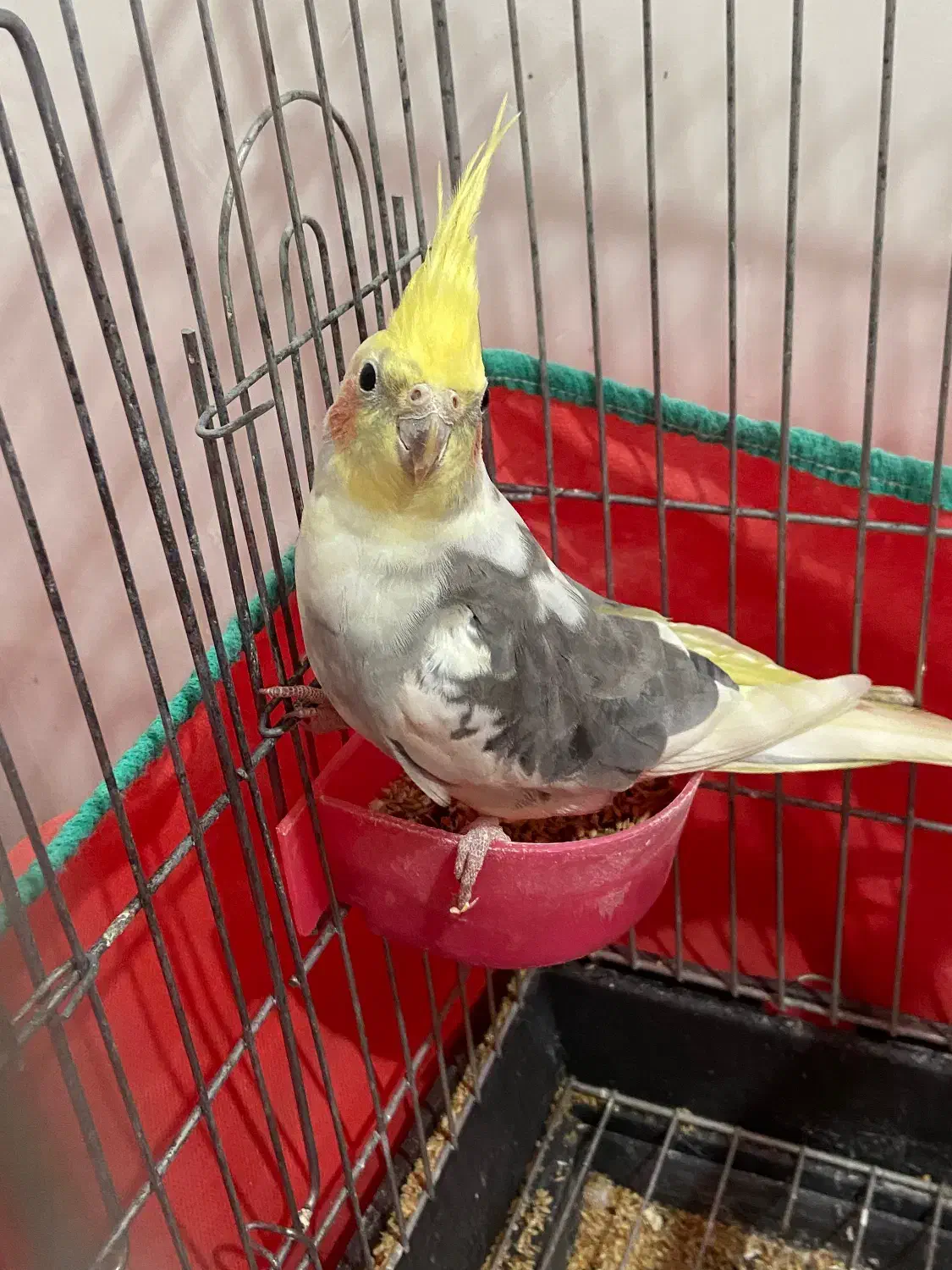 عروس هلندی نر|پرنده|شفت, |دیوار