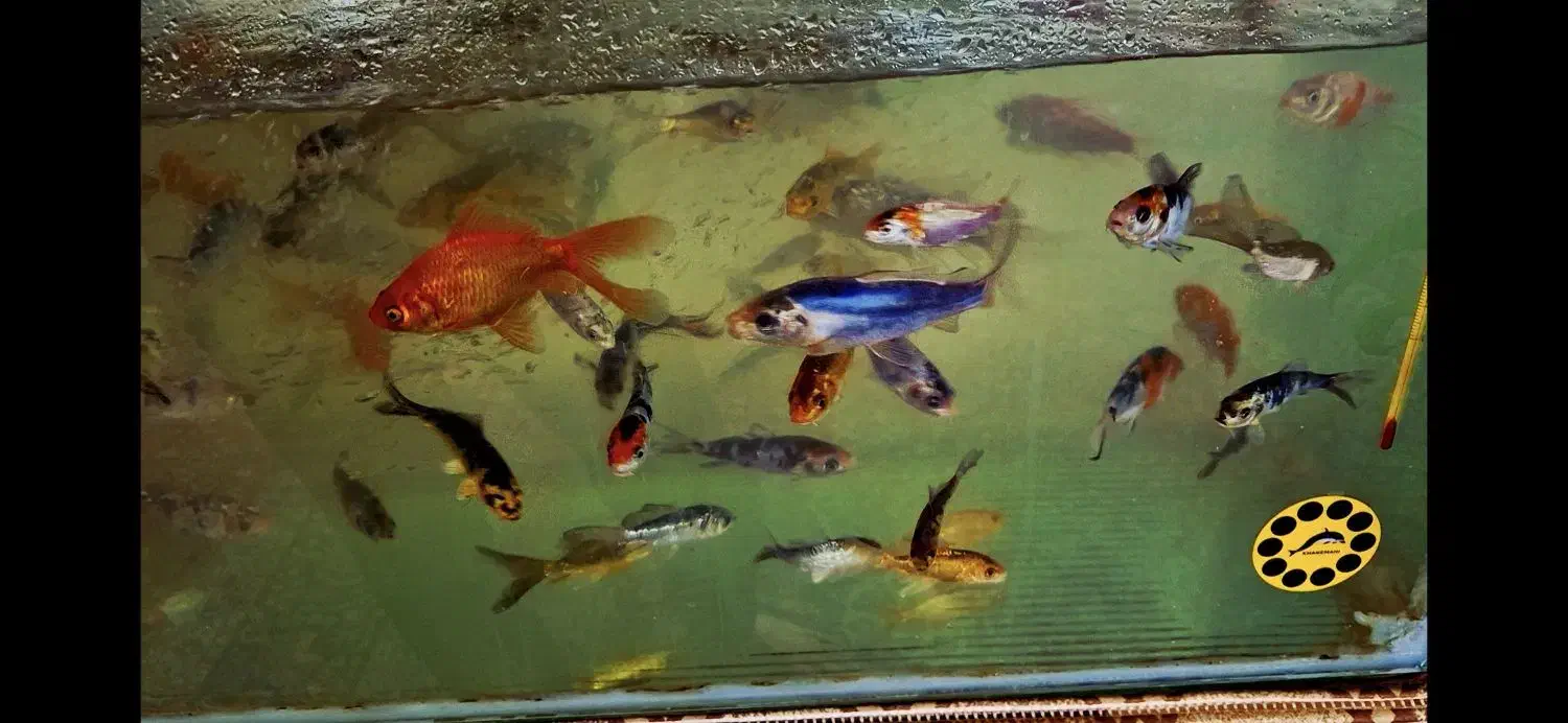 ماهی|ماهی|ابریشم, |دیوار