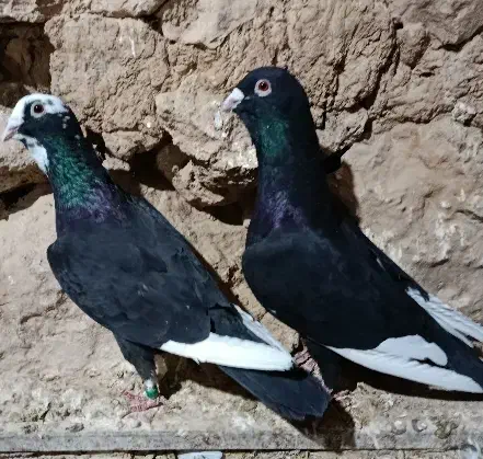 کبوتر|پرنده|شیراز, شهرک سعدی|دیوار