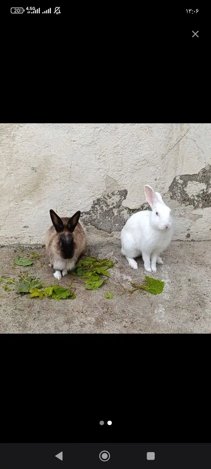 خرگوش سفیدوسیاه|موش و خرگوش|پارس‌آباد, |دیوار