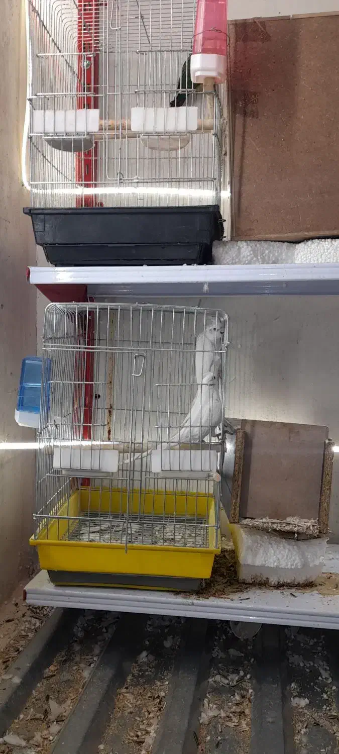 طوطی مولد ب شرط گرین چیک عروس هلندی شاه طوطی|پرنده|سقز, |دیوار