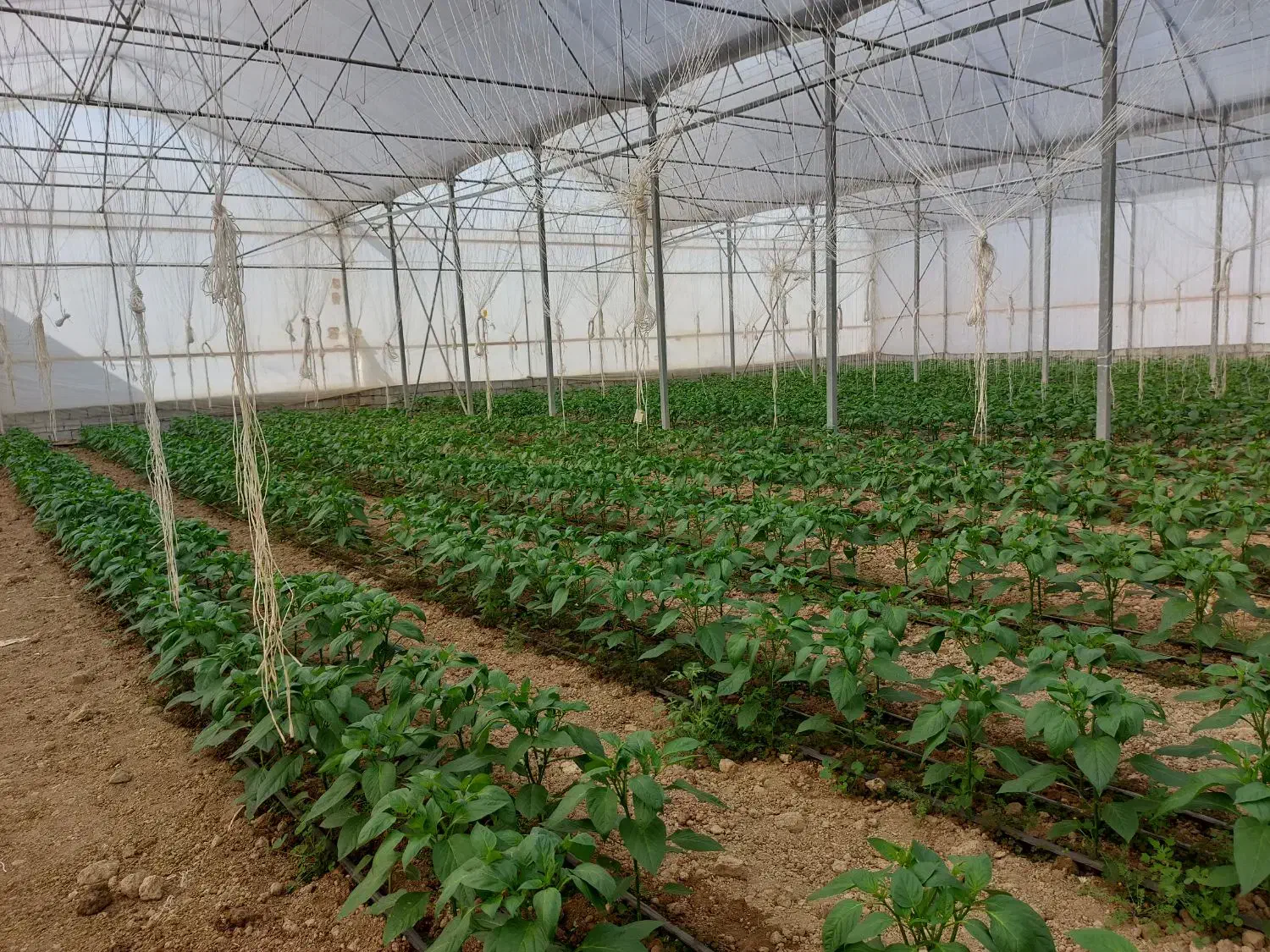 فروش گلخانه ۴۴۰۰ متر مربع|فروش دفتر صنعتی، کشاورزی، تجاری|عسگران, |دیوار