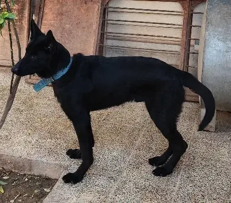 توله ژرمن شپرد بلک|سگ|بم, |دیوار