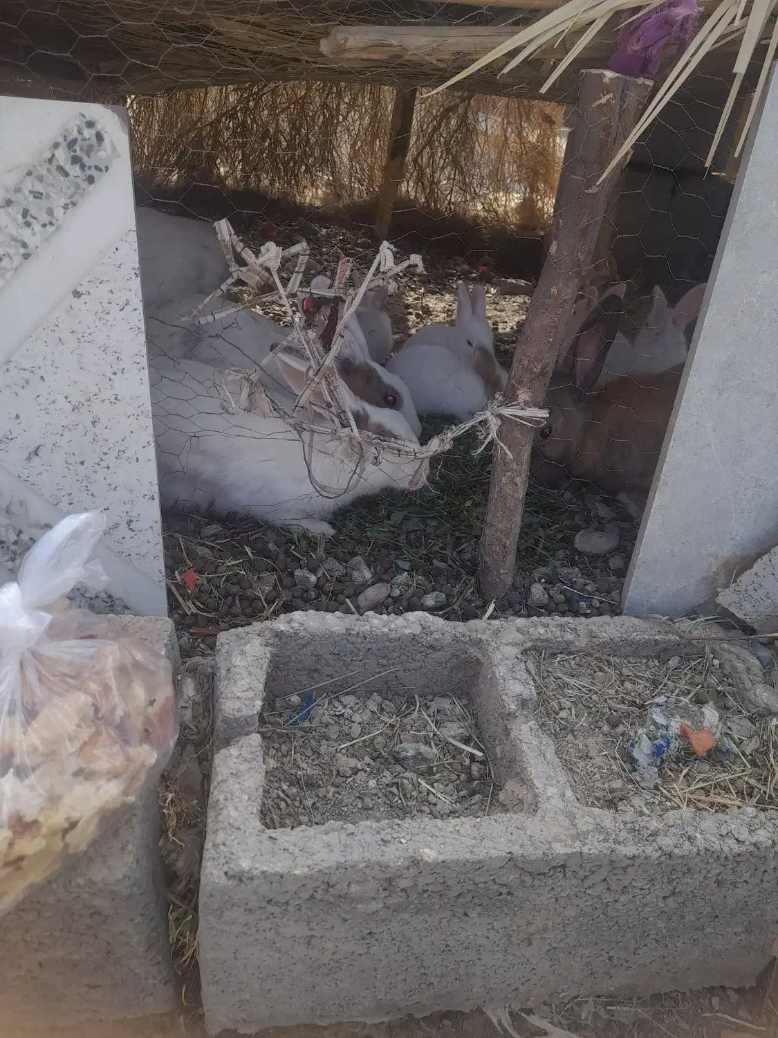 فورش خرگوش خانگی|موش و خرگوش|کهنوج, |دیوار