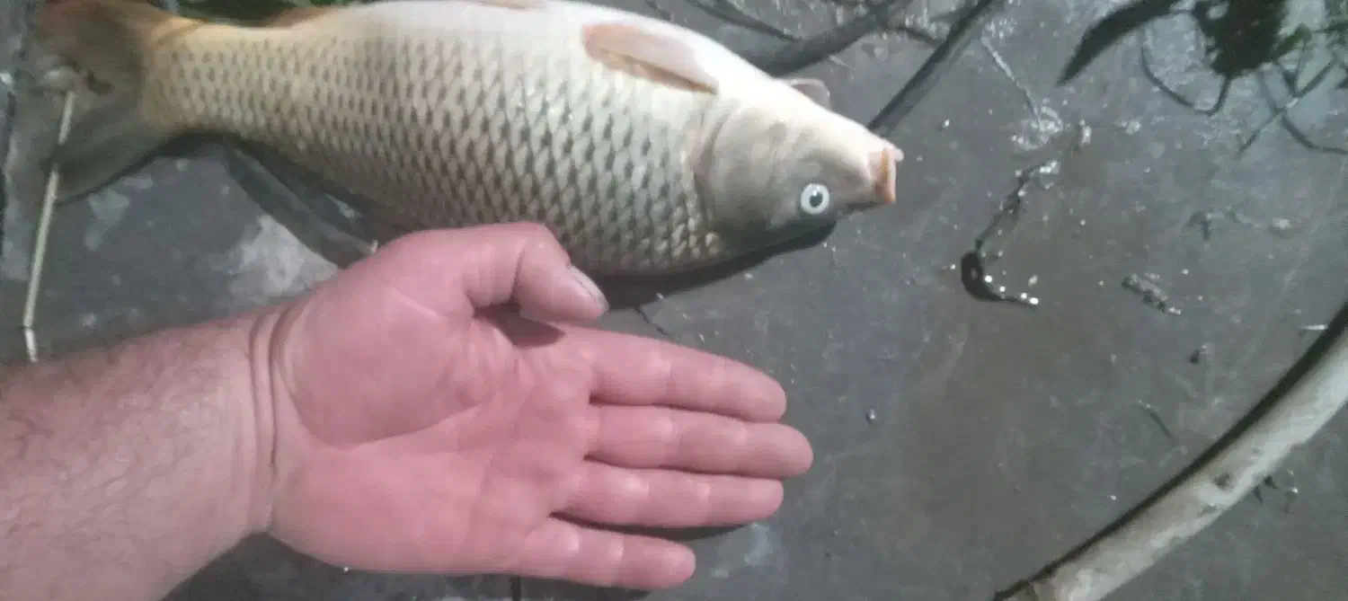 فروش ماهی کپور|ماهی|امامزاده عبدالله, |دیوار