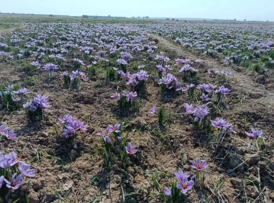 زعفران گل تازه دستچین روز|خوردنی و آشامیدنی|تهران, والفجر (افسریه)|دیوار