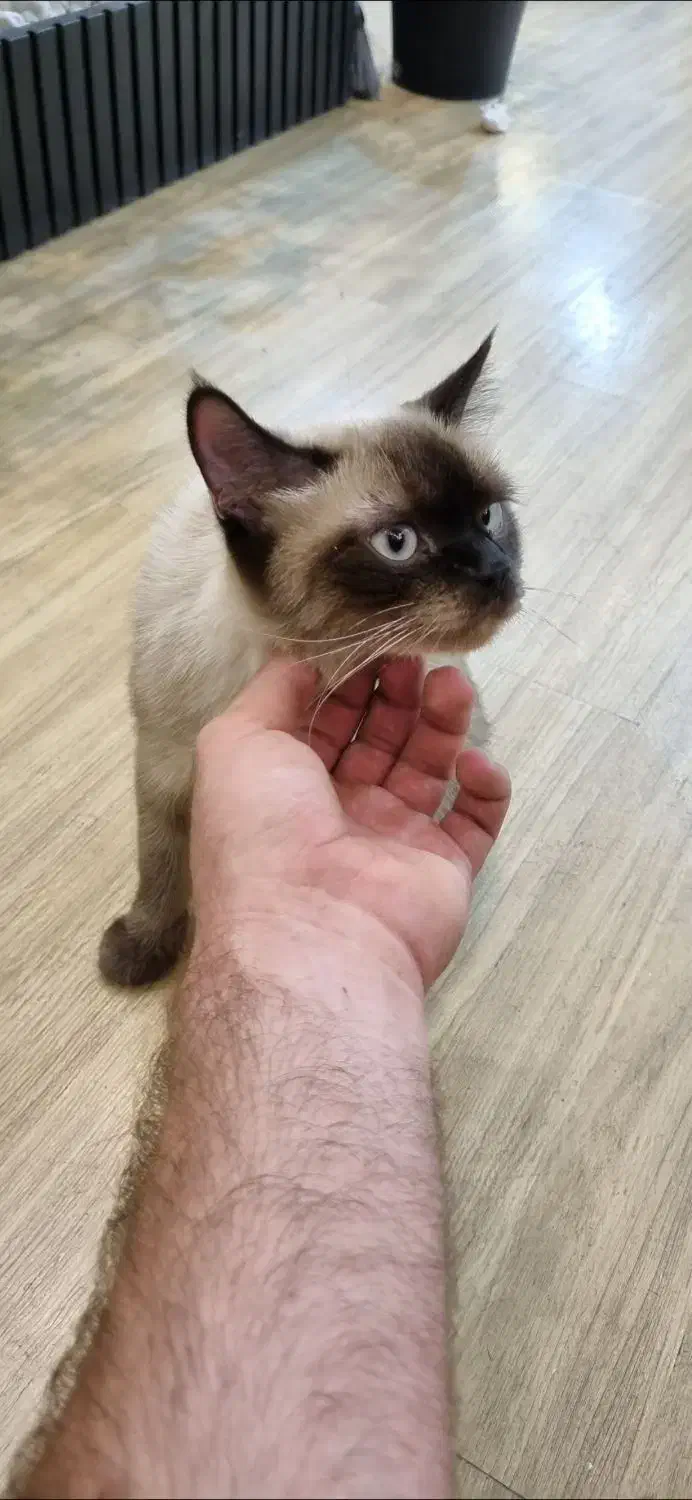 گمشده|حیوانات|تهران, شهرآرا|دیوار