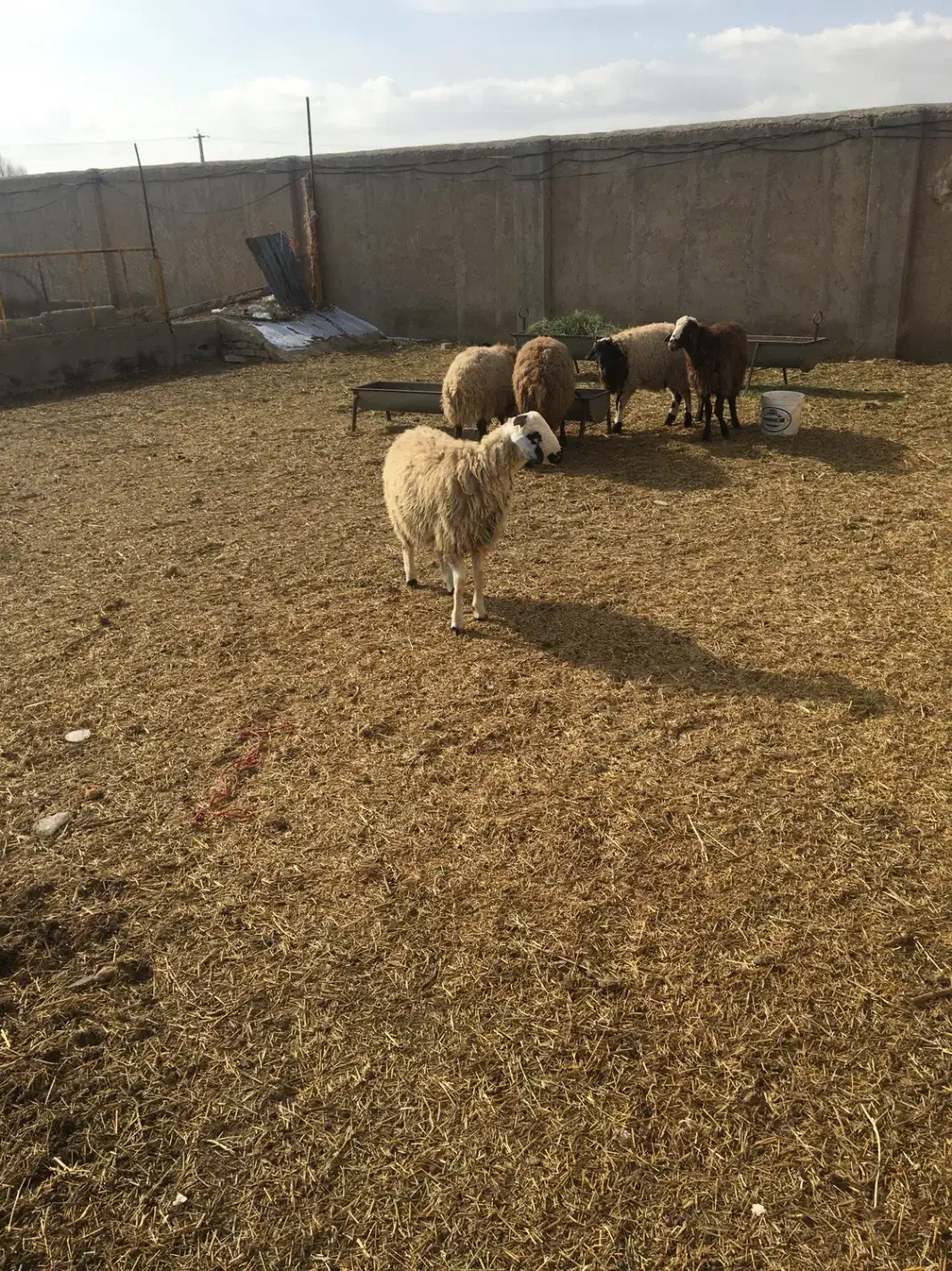 بره نر|حیوانات مزرعه|معصومیه, |دیوار