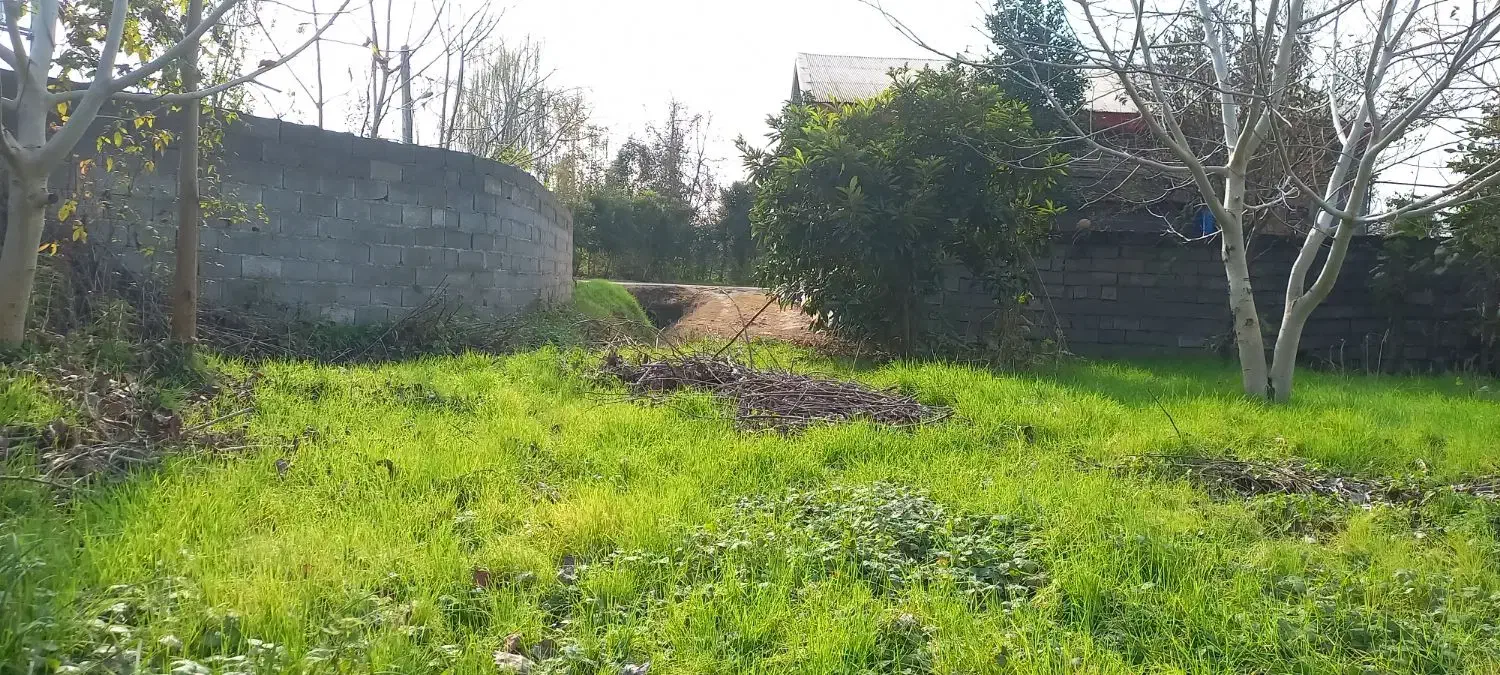 (*۳۰۰ متر زمین مسکونی با نامه بنیاد مسکن*)|فروش زمین و ملک کلنگی|رشت, کاکتوس|دیوار