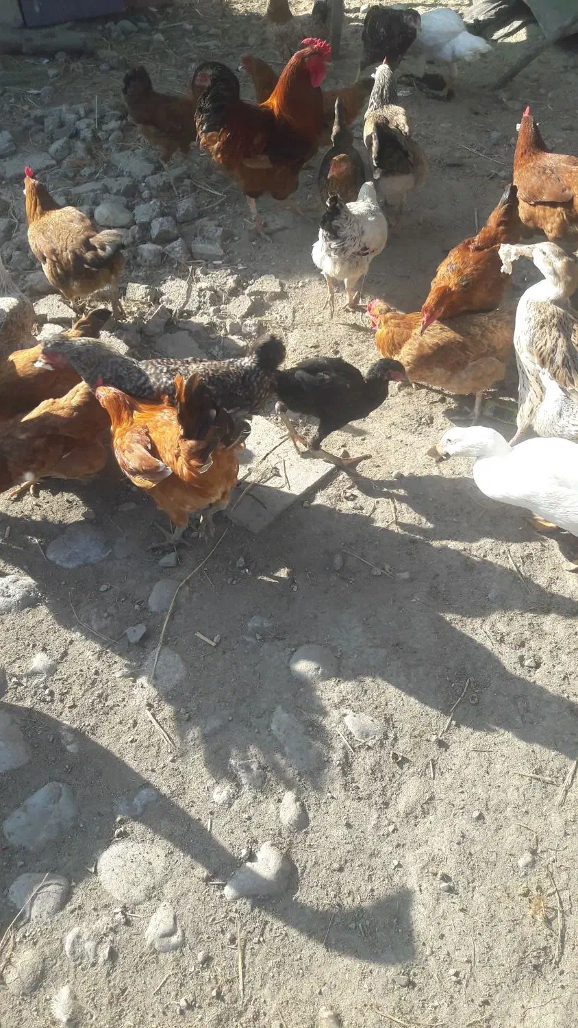 فروش مرغ خروس محلی|حیوانات مزرعه|چمستان, |دیوار