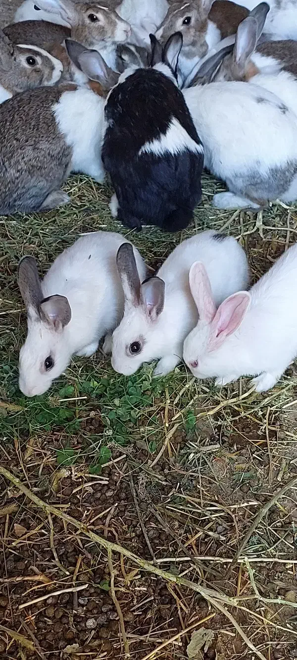 خرگوش حیوان|موش و خرگوش|دیواندره, |دیوار