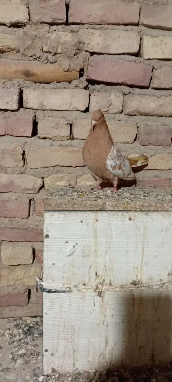 ماده نیم تنه زرد|پرنده|آشخانه, |دیوار