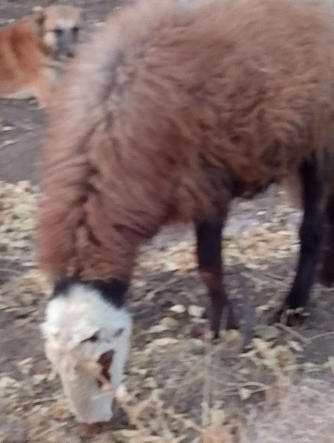 گوسفند|حیوانات مزرعه|بردسکن, |دیوار