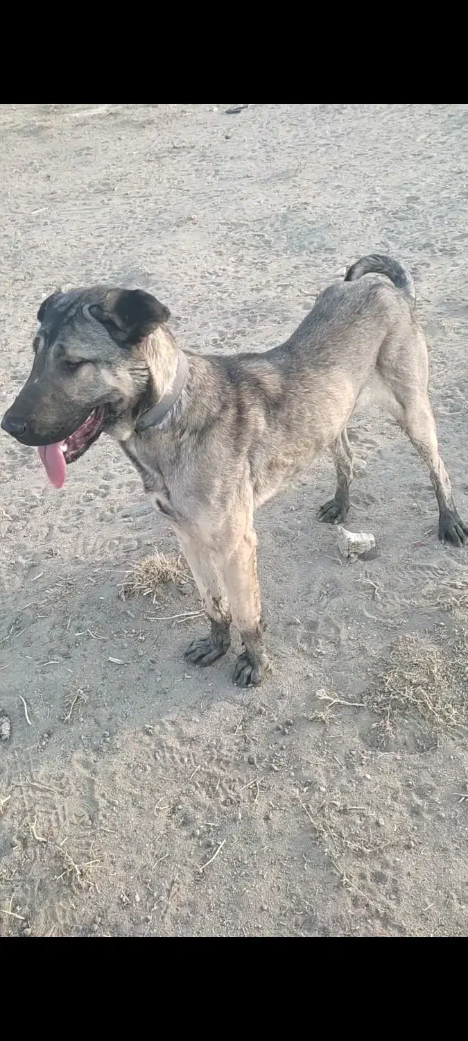 سگ عراقی ماده|سگ|کبودرآهنگ, |دیوار