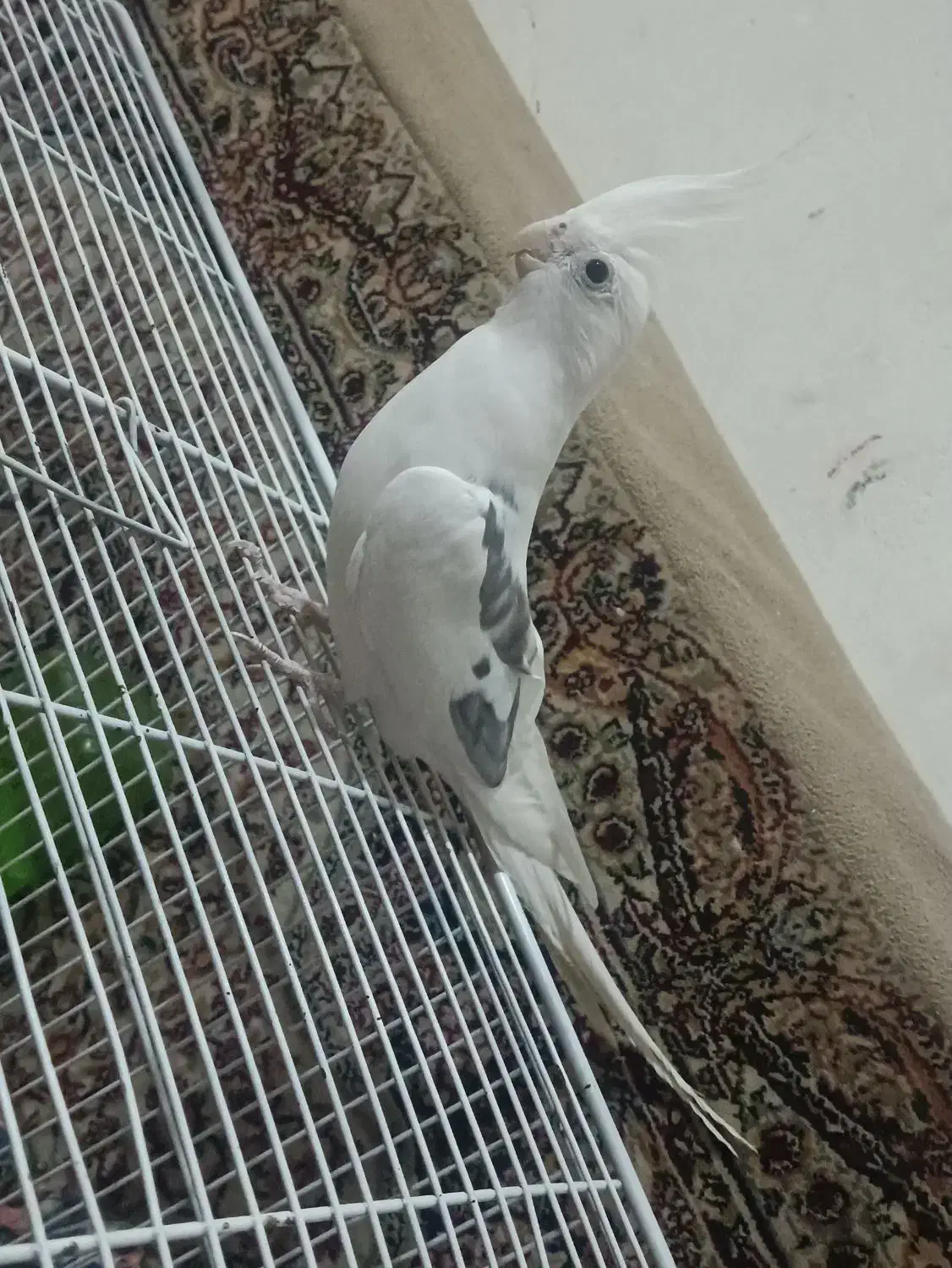 عروس هلندی سخنگو|پرنده|آبیک, |دیوار