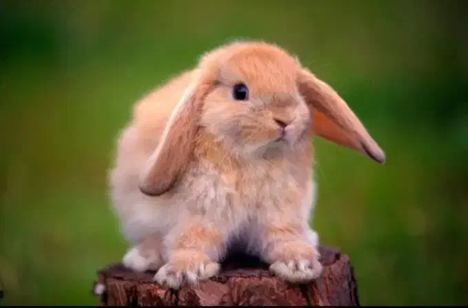 خرگوش رها|موش و خرگوش|بیرجند, |دیوار