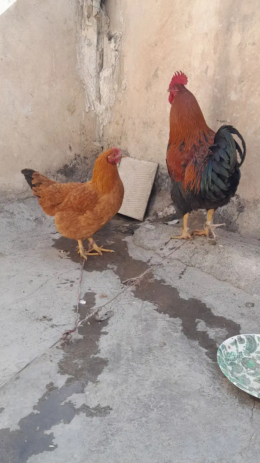 خروس و مرغ|حیوانات مزرعه|بهارستان, |دیوار