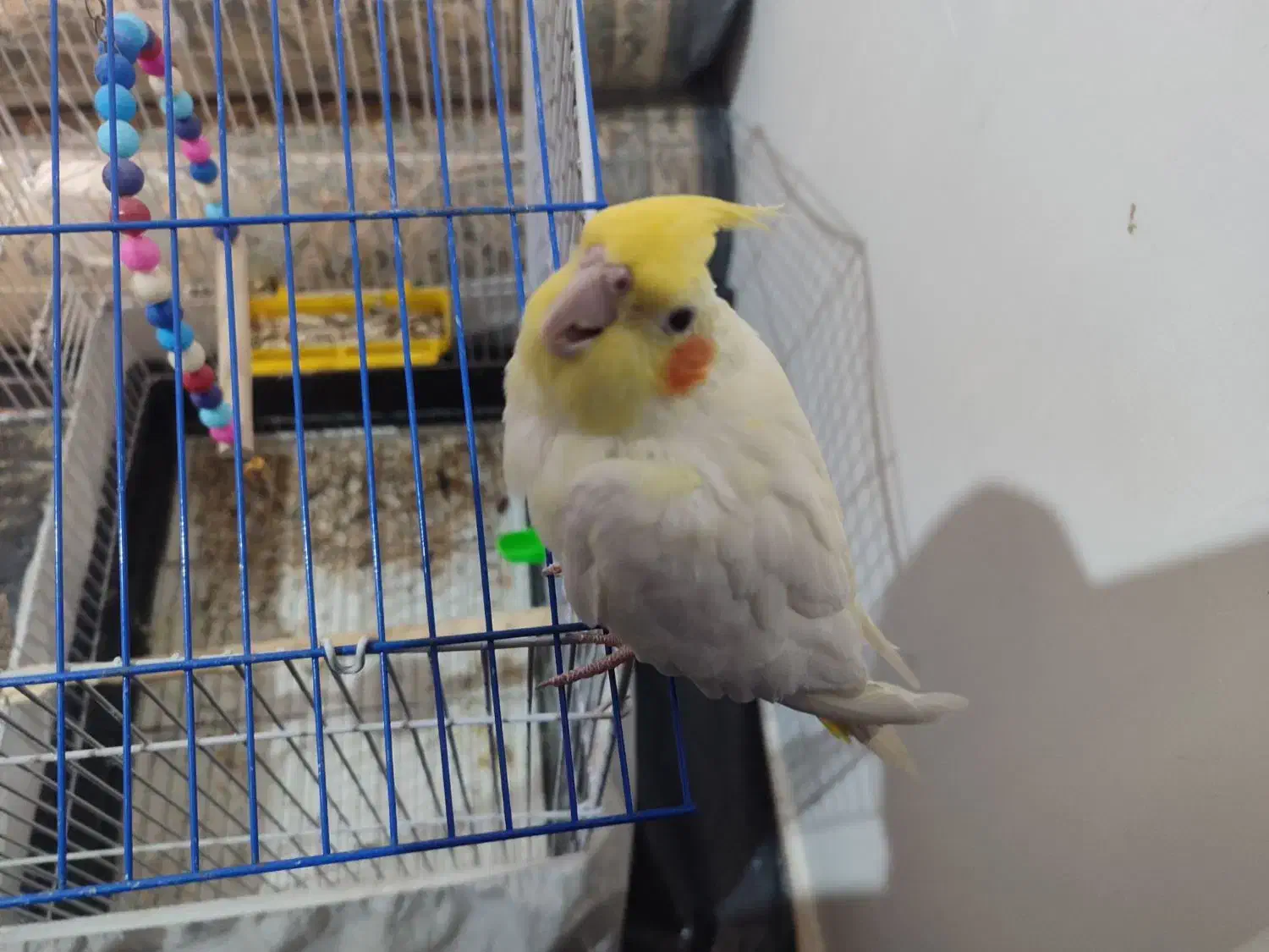 پرنده|پرنده|جیرفت, |دیوار