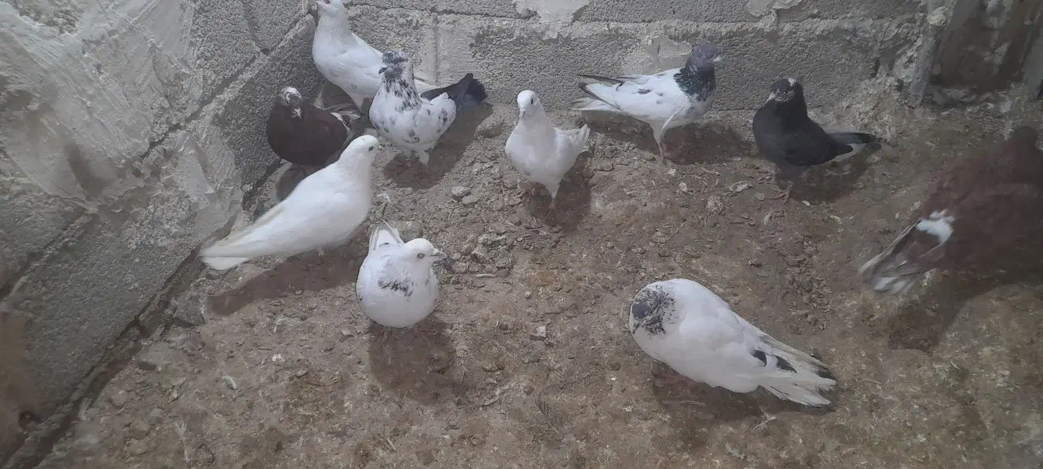 کبوتر|پرنده|رزن, |دیوار