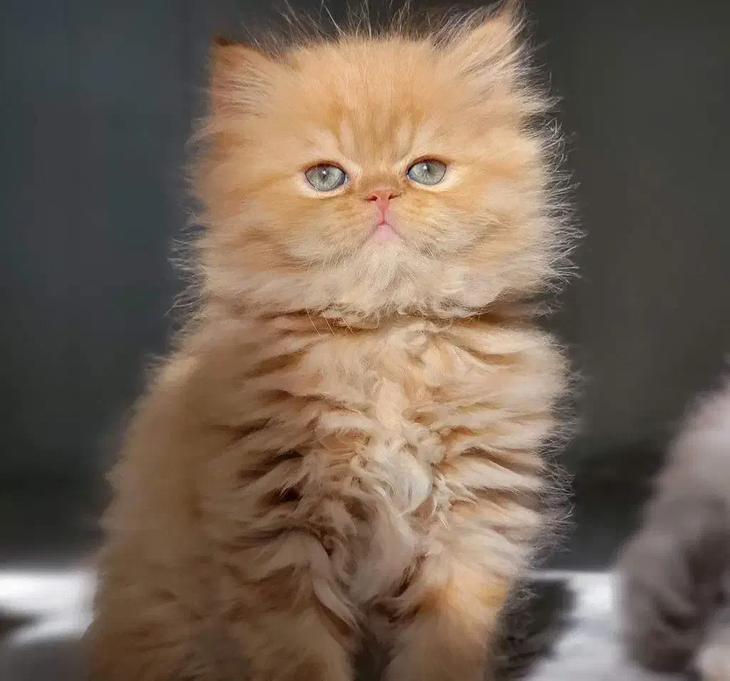 گربه پرشین اصیل|گربه|تهران, بریانک|دیوار