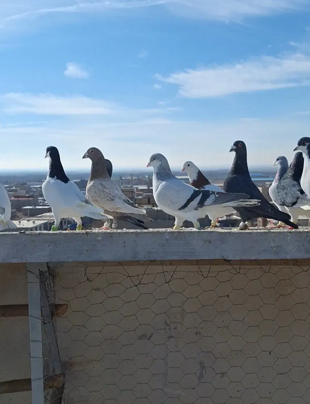 کفتر پرشی|پرنده|زاویه, |دیوار