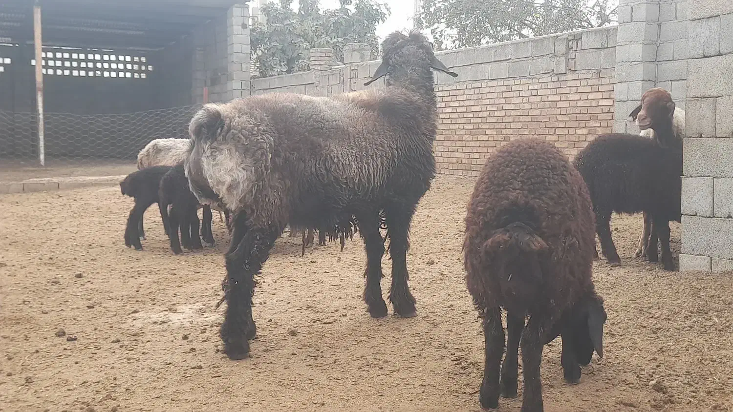 بره قوچ|حیوانات مزرعه|گنبد کاووس, |دیوار