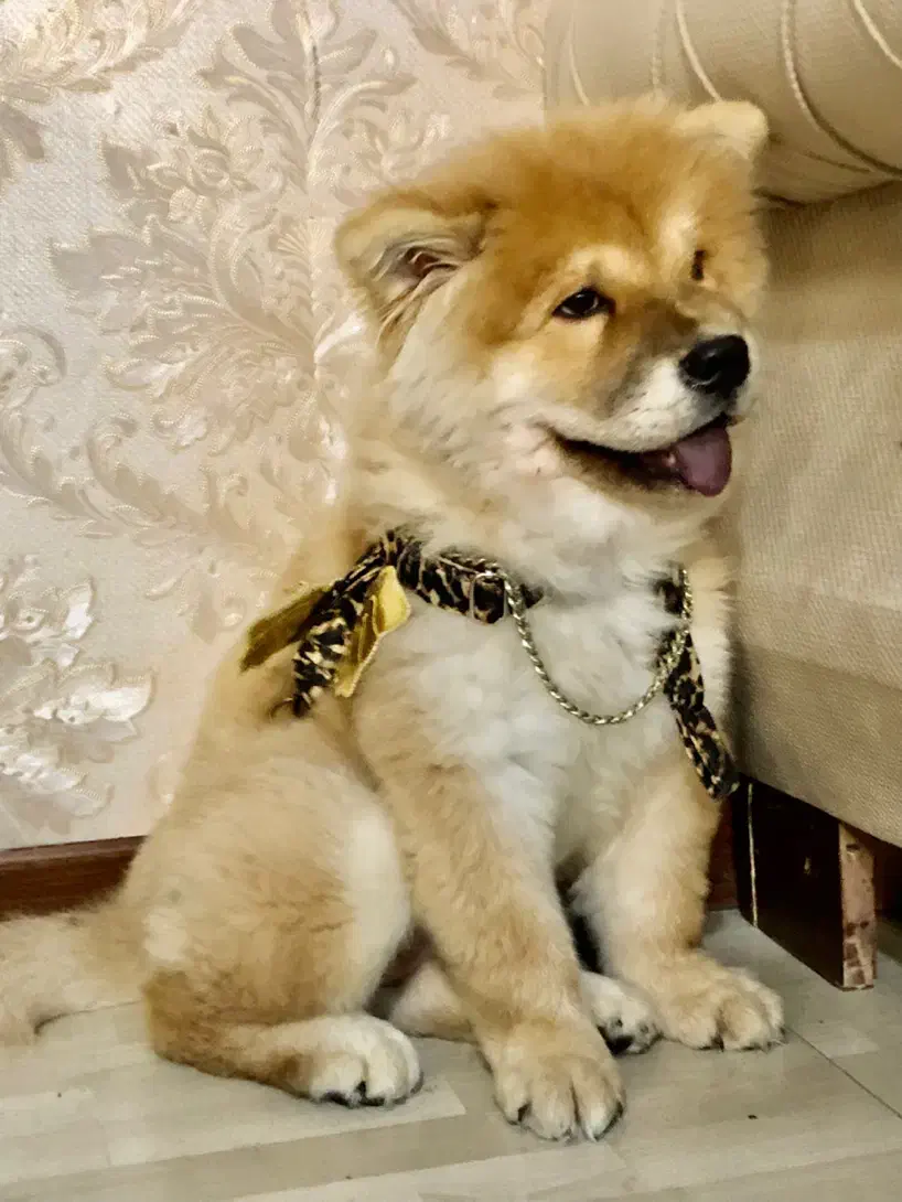 وارداتی سه ماهه با شناسنامه و پاسوورت18t|سگ|کرج, فاز ۱ مهرشهر|دیوار