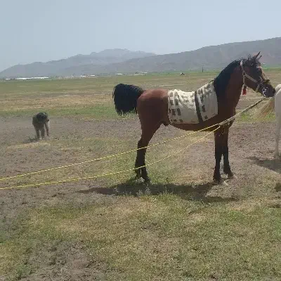 اسب|اسب و تجهیزات اسب‌سواری|شیراز, باجگاه|دیوار