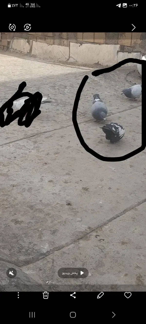 گمشده|حیوانات|بجنورد, |دیوار